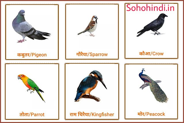 30 पक्षियों के नाम हिंदी और इंग्लिश में